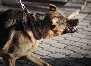 dog-bite-lawyer-nj