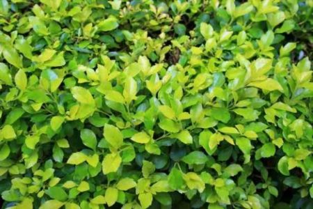 Dangerous shrubbery case