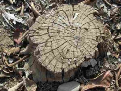 Dangerous Tree Stump