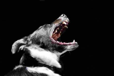 dog bite