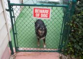 Dog Bite Law