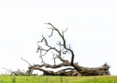 Fallen Tree