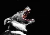 dog bite