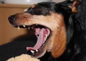 dog bite lawyers