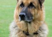 Dog Bite Attorneys